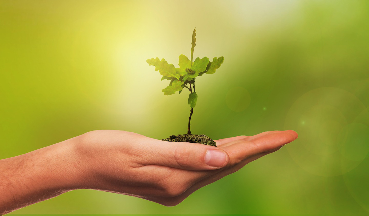 Ayudas Feader para reforestación y creación de superficies forestales