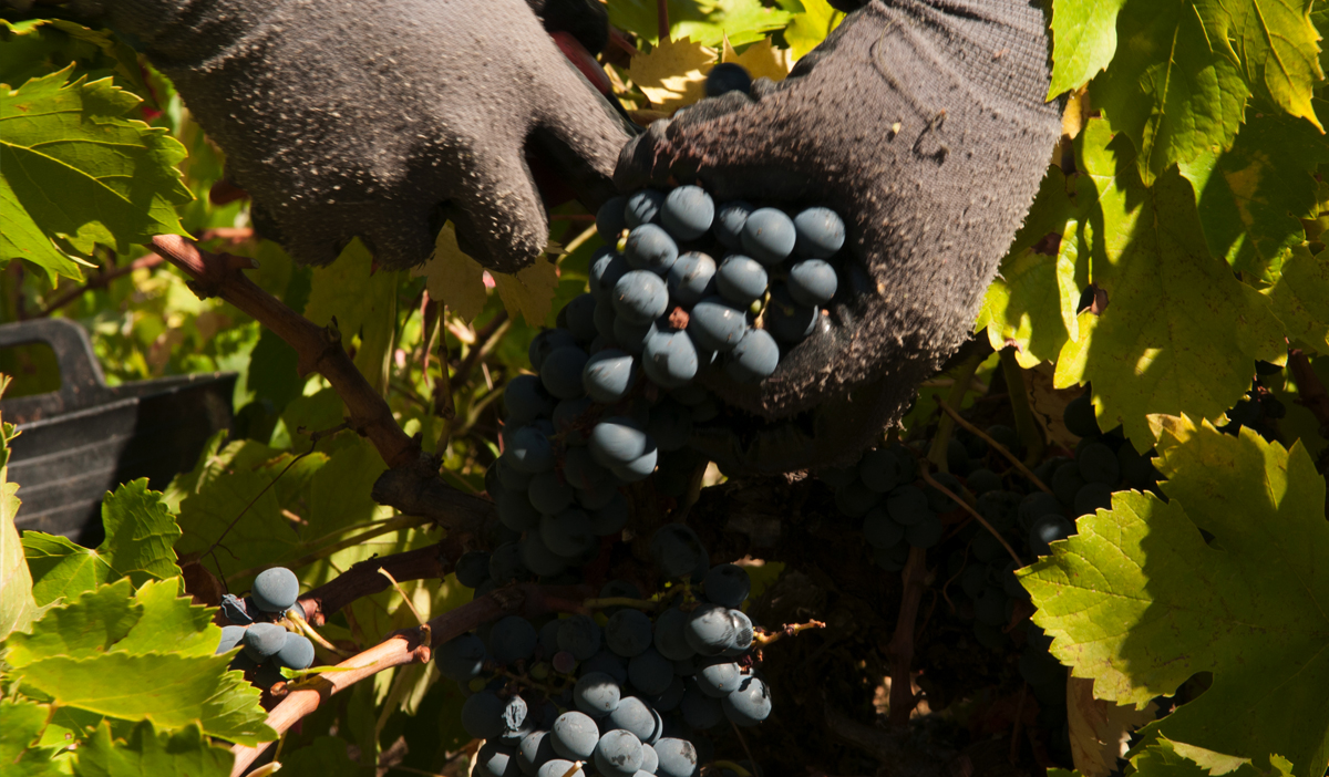 MARCAS DE GARANTÍA EN EL BIERZO