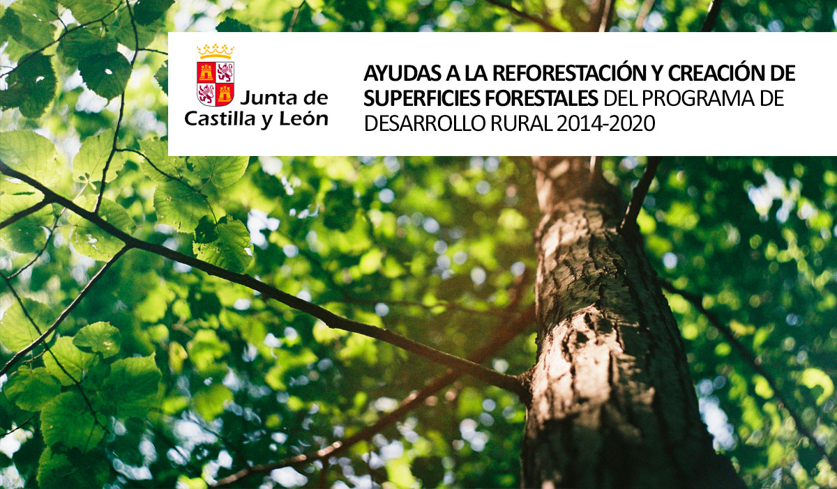Ayuda de la Junta a la reforestación. Ayudas JCYL