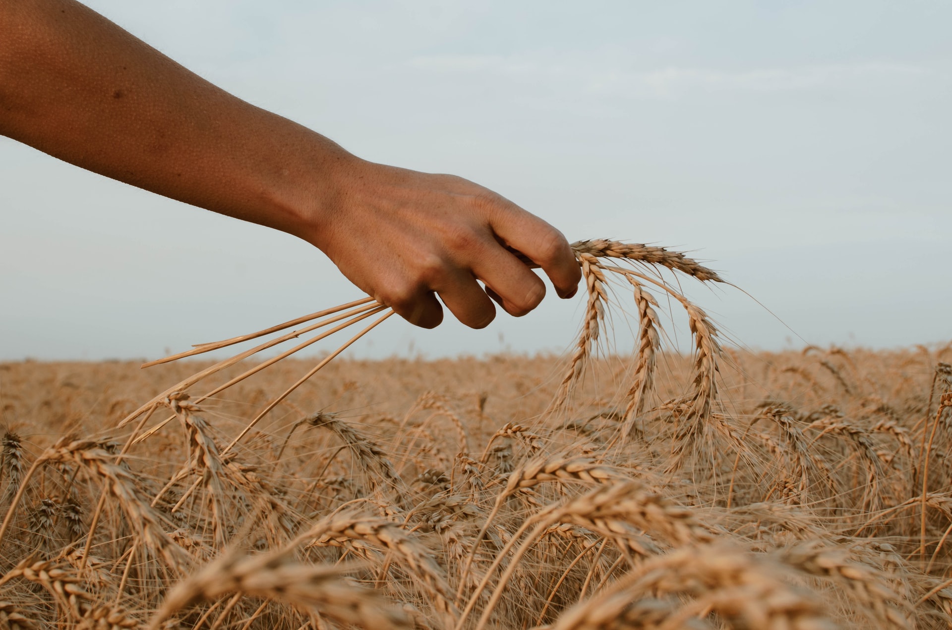 Espigas de trigo – La senda del sombrero