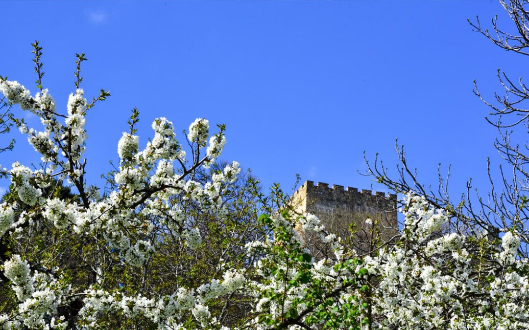Floración de los cerezos en Corullón