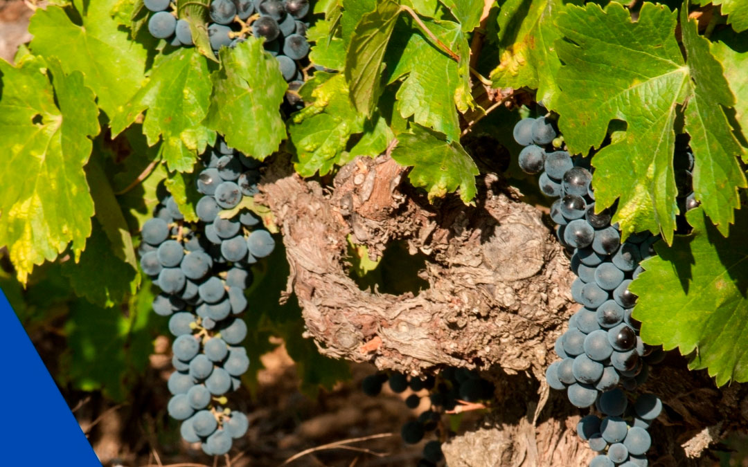 El vino, un motor para el desarrollo del Bierzo